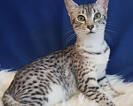 Кошки в Санкт-Петербурге: Кошечка редкой породы Египетская мау  Девочка, Бесплатно - фото 2