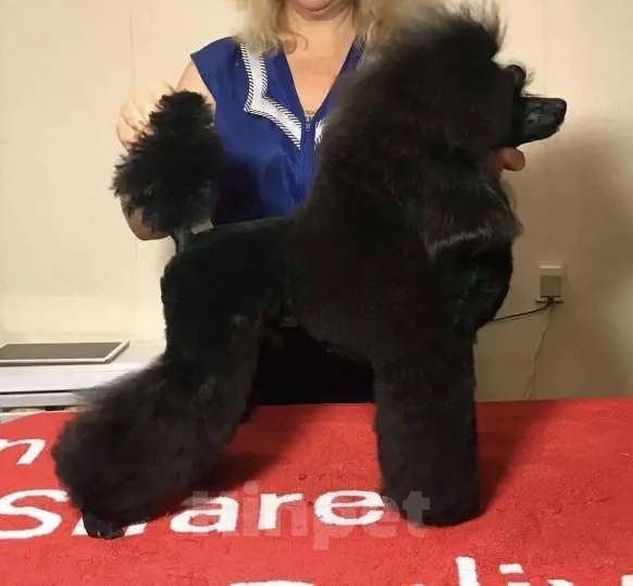 Собаки в Люберцах: Продается щенок той пуделя Мальчик, 10 руб. - фото 3