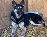 Собаки в Сургуте: Нэсси, Бесплатно - фото 1