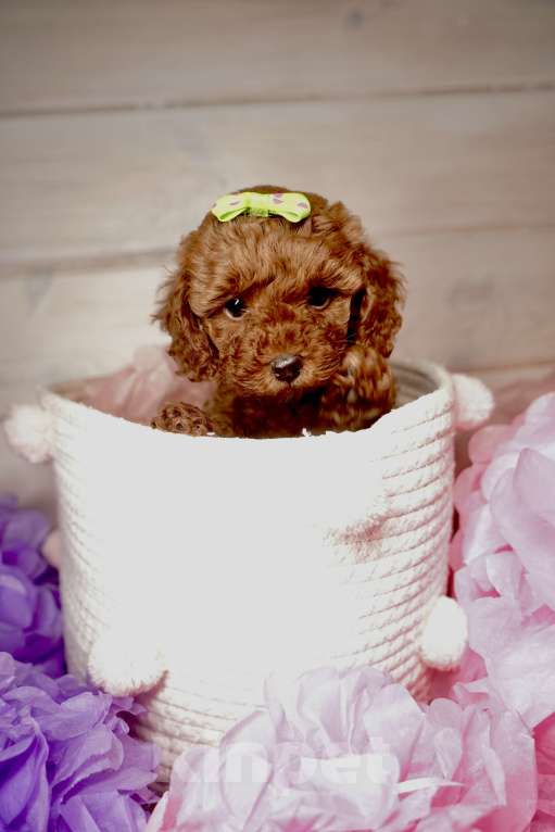 Собаки в Одинцово: Той пудель ркф Мальчик, 85 000 руб. - фото 1