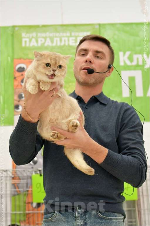 Кошки в Воронеже: Лиловая золотая шиншилла мальчик  Мальчик, 60 000 руб. - фото 4