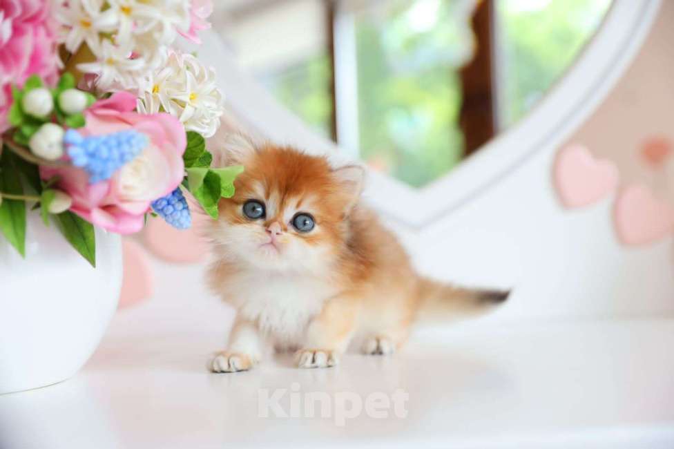 Кошки в Новосибирске: Picanto ny12  Мальчик, 100 000 руб. - фото 2