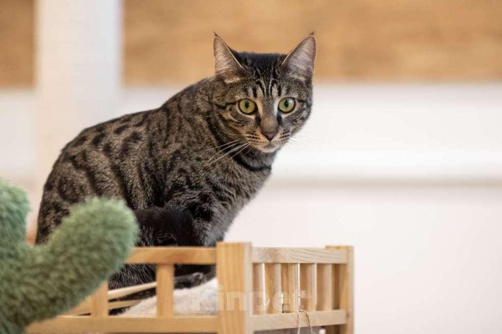 Кошки в Москве: кошечка Ариша в добрые руки Девочка, Бесплатно - фото 6