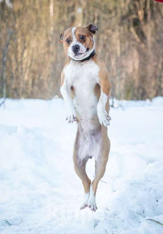 Собаки в Москве: Красавец стафф Перс в добрые руки Мальчик, 1 руб. - фото 2