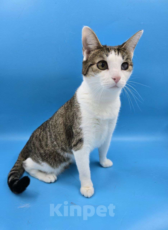 Кошки в Москве: Ласковейшая Юна в добрые руки Девочка, Бесплатно - фото 6