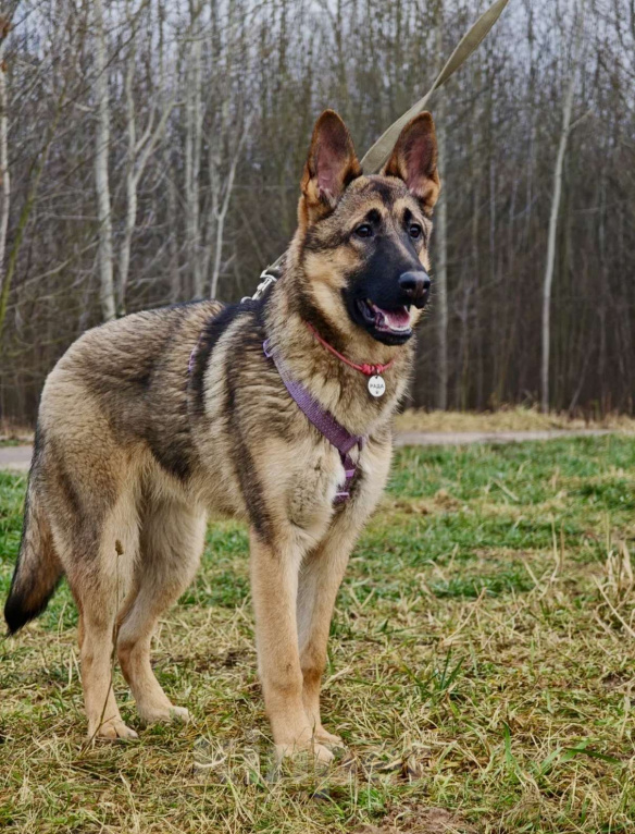 Собаки в Москве: Рада ищет семью Девочка, Бесплатно - фото 4