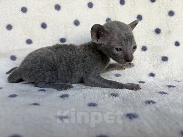 Кошки в Балашихе: Кошечка Дорис Девочка, 80 000 руб. - фото 2