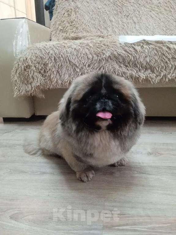 Собаки в Нижнем Новгороде: Продаю щенков пекинеса Разнополые, 20 000 руб. - фото 6