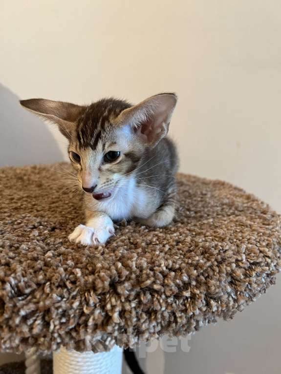 Кошки в Москве: Орик мальчик Мальчик, 25 000 руб. - фото 2