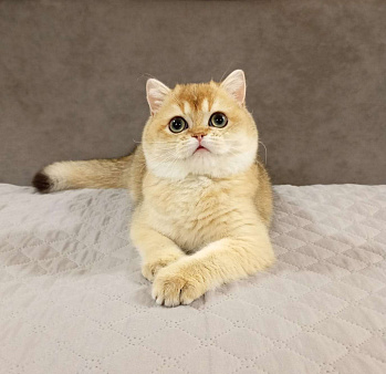 Объявление: Шотландский мальчик, 120 000 руб., Москва