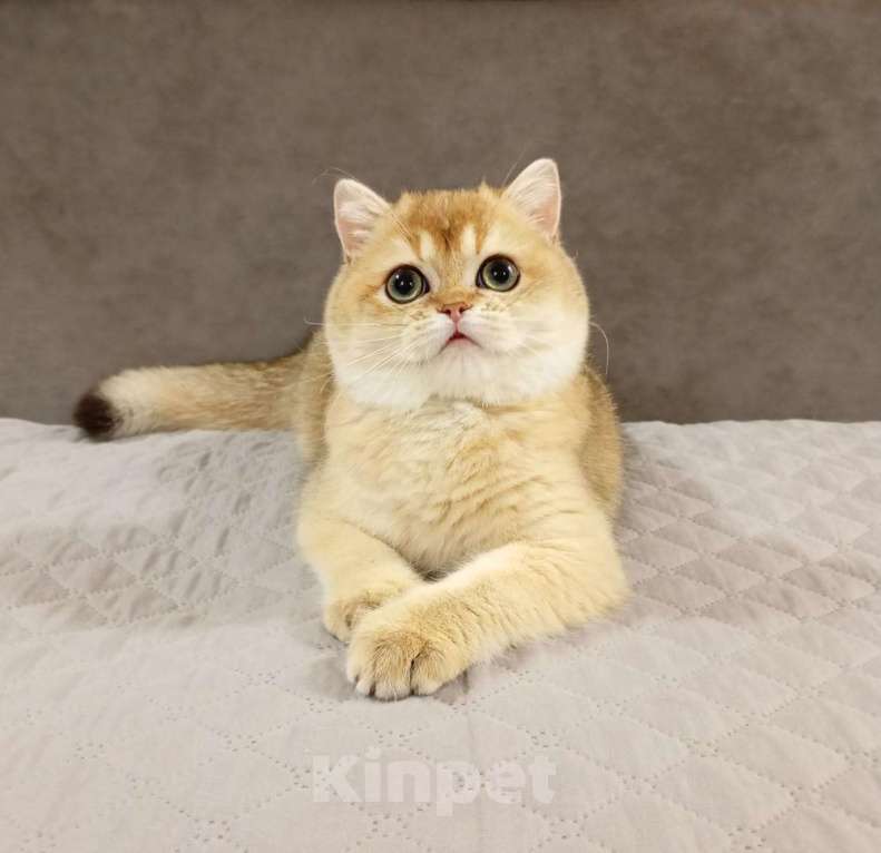 Кошки в Москве: Шотландский мальчик Мальчик, 120 000 руб. - фото 1