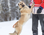 Собаки в других городах Московской области: Самая нежная и ласковая собака ждёт своего хозяина Девочка, Бесплатно - фото 5