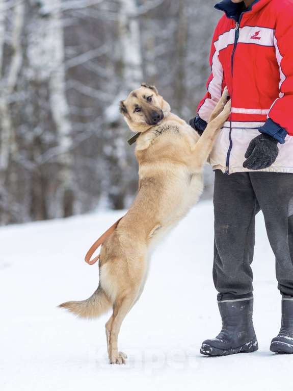 Собаки в других городах Московской области: Самая нежная и ласковая собака ждёт своего хозяина Девочка, Бесплатно - фото 5