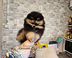 Собаки в Москве: Черно подпалый мальчик померанского шпица РКФ Мальчик, Бесплатно - фото 2