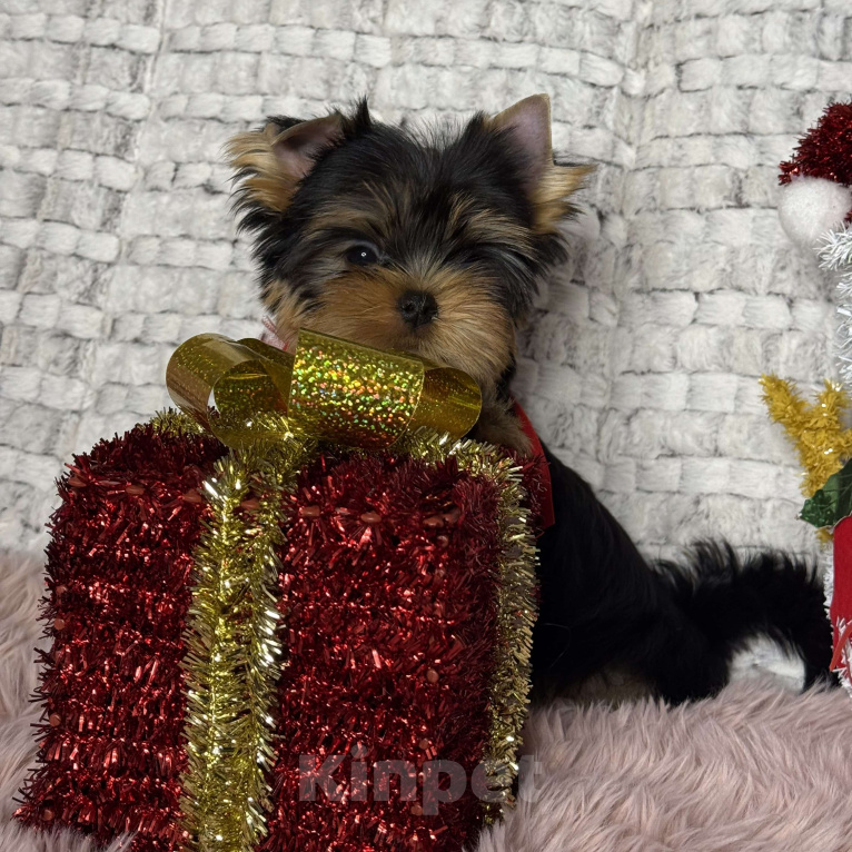 Собаки в Москве: Йоркширский терьер мальчик  Мальчик, 65 000 руб. - фото 6