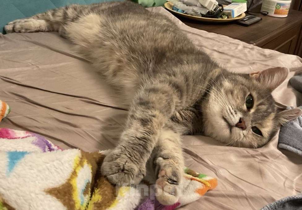 Кошки в Санкт-Петербурге: Кошка Мира в семью Девочка, Бесплатно - фото 1