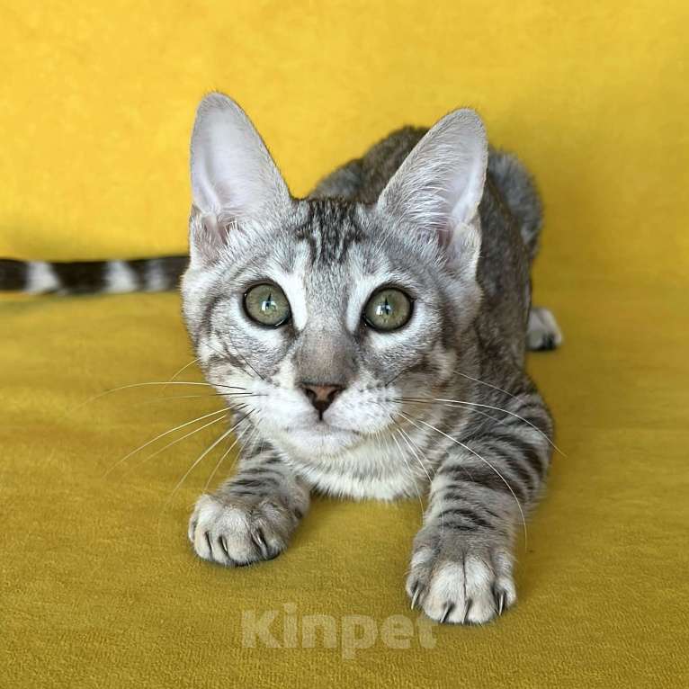 Кошки в Москве: Бенгальские серебряные котята  Девочка, Бесплатно - фото 2
