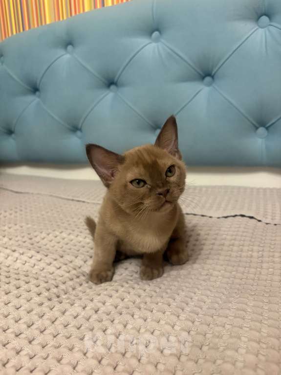 Кошки в Балашихе: Бурманский котенок , мальчик Мальчик, 30 000 руб. - фото 1