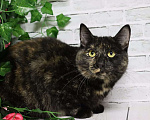 Кошки в Москве: Ищет дом очаровательная Вета Девочка, Бесплатно - фото 1