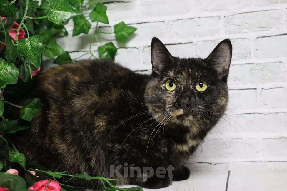 Кошки в Москве: Ищет дом очаровательная Вета Девочка, Бесплатно - фото 1