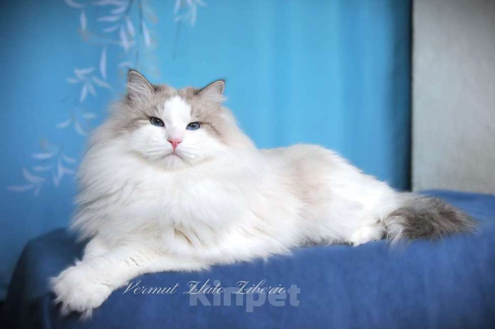 Кошки в Москве: Молодой мужчина Вермут. Мальчик, 10 000 руб. - фото 5