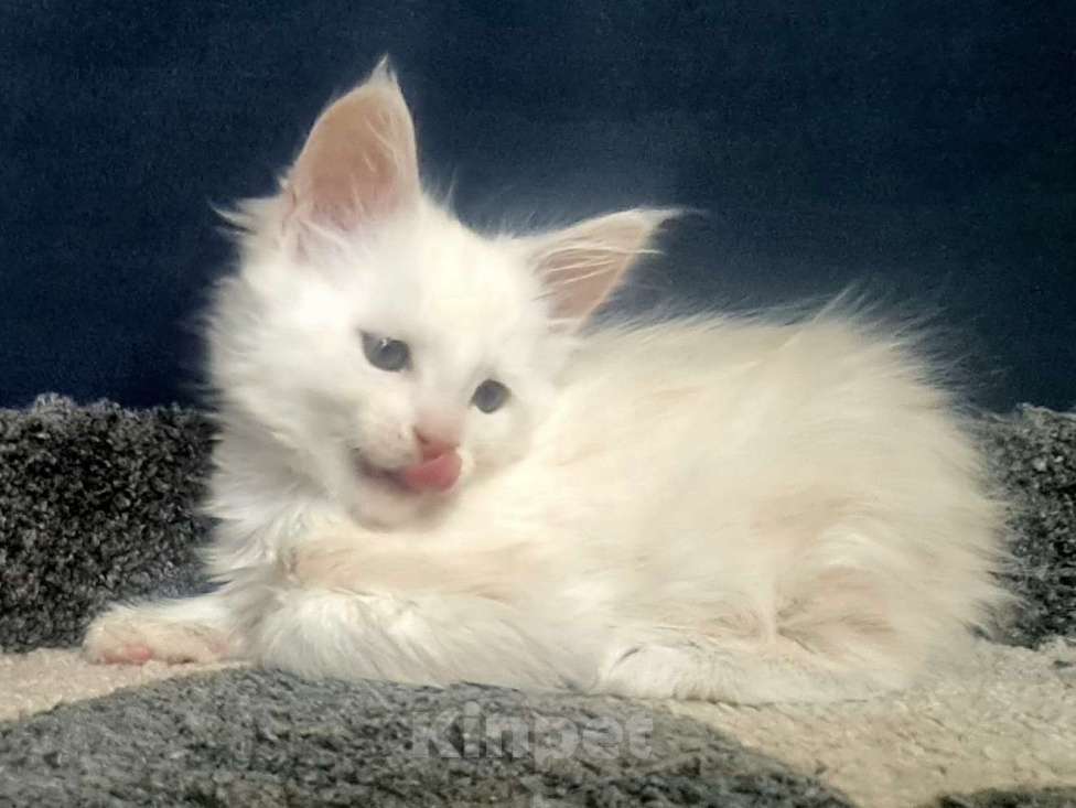 Кошки в других городах Ярославской области: Мейн кун мальчик Мальчик, Бесплатно - фото 3