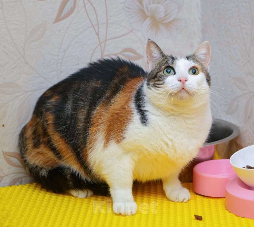 Кошки в Санкт-Петербурге: Кошка Курочка  Девочка, Бесплатно - фото 1