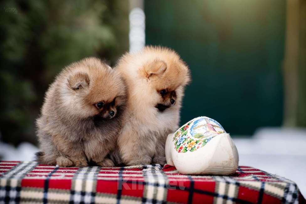 Собаки в Видном: Рыжий миниатюрный мальчик Мальчик, 35 000 руб. - фото 2