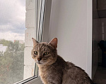 Кошки в Москве: Кот Василий ищет дом Мальчик, Бесплатно - фото 1