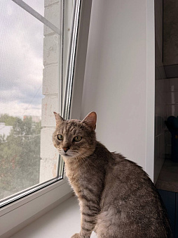 Кот Василий ищет дом