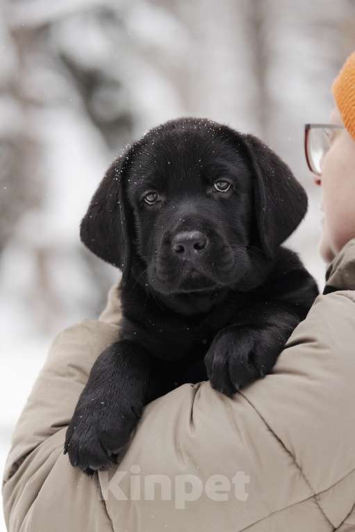 Собаки в Санкт-Петербурге: IRISLAV BLUES Мальчик, 160 000 руб. - фото 1