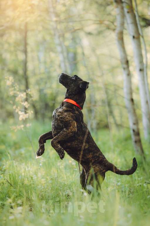 Собаки в Москве: Мудрая Миранда ищет дом Девочка, 1 руб. - фото 5