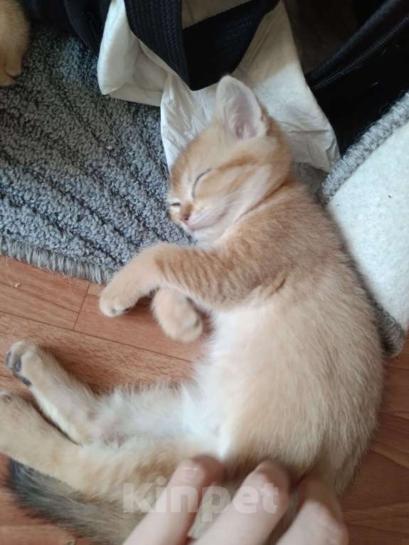 Кошки в Екатеринбурге: Прямоухий мальчик окраса ny11 Мальчик, 15 000 руб. - фото 8