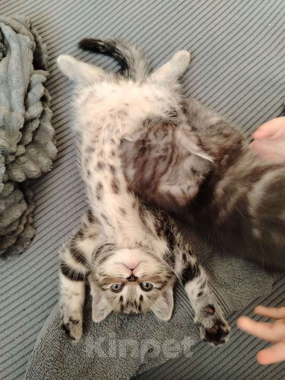 Кошки в Москве: Шотландская мраморная девочка Девочка, 20 000 руб. - фото 3