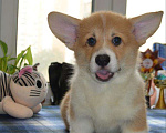 Собаки в Хотьково: Кобель Корги Пемброк Мальчик, 90 000 руб. - фото 2