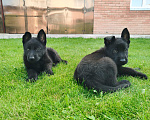 Собаки в Тольятти: Черные щенки немецкой овчарки Девочка, 30 000 руб. - фото 1
