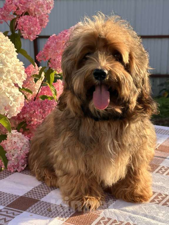 Собаки в Москве: Девочка Гаванский бишон  Девочка, 85 000 руб. - фото 3