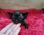 Кошки в Горячем Ключе: Котенок Девон Рекс девочка черный биколор Девочка, 70 000 руб. - фото 1