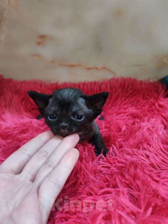 Кошки в Горячем Ключе: Котенок Девон Рекс девочка черный биколор Девочка, 70 000 руб. - фото 1