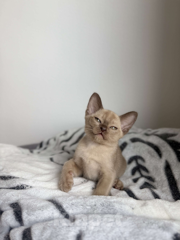 Кошки в Москве: Шоколадная Бурманская девочка Девочка, 60 000 руб. - фото 3