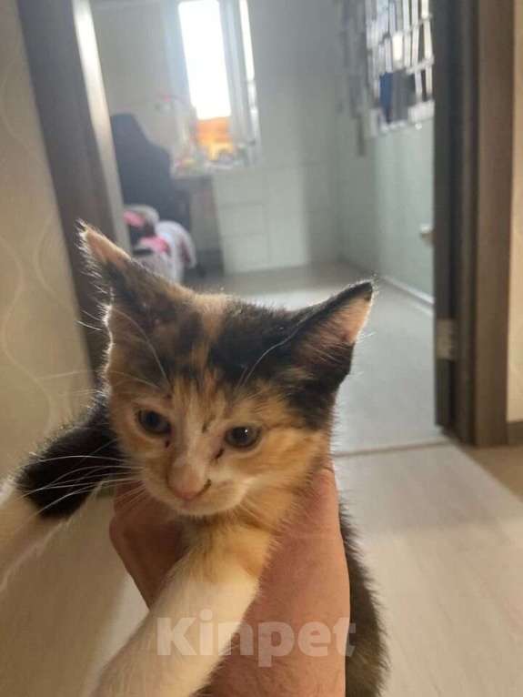 Кошки в Люберцах: Котенок в хорошие руки Девочка, Бесплатно - фото 2
