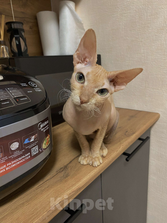 Кошки в Воронеже: Кошечка в добрые руки  Девочка, Бесплатно - фото 1