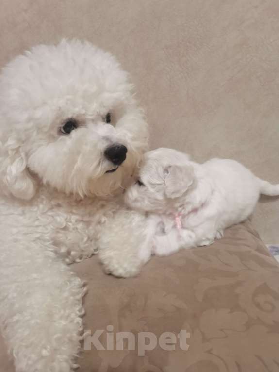 Собаки в Сургуте: Жду маму Девочка, 50 000 руб. - фото 2