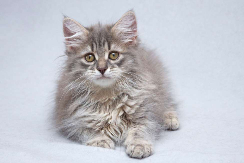 Кошки в Москве: Котёнок Мумрик Мальчик, Бесплатно - фото 2