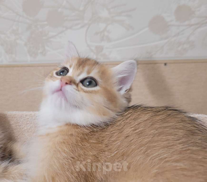 Кошки в Самаре: Британская золотая шиншилла  Девочка, 30 000 руб. - фото 1