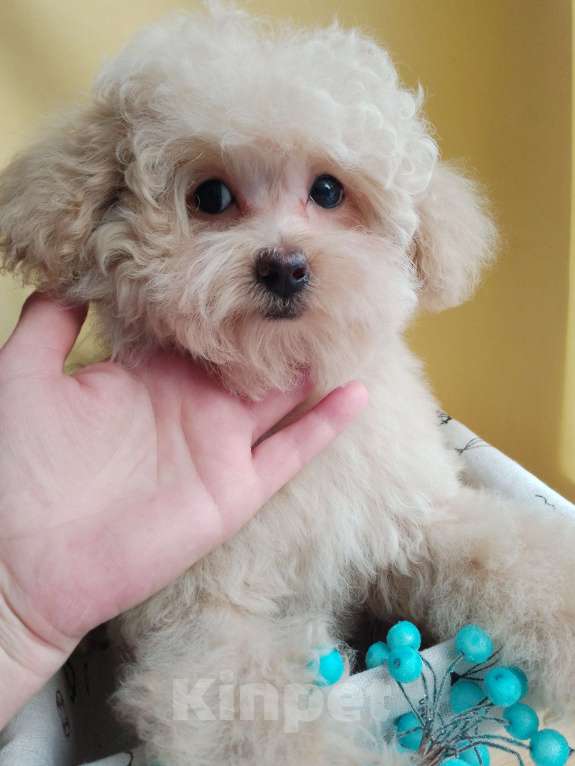 Собаки в Балашихе: Мальчик Мальтипу Мальчик, 60 000 руб. - фото 2