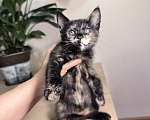 Кошки в Краснодаре: Отдам котят девочек Девочка, Бесплатно - фото 2