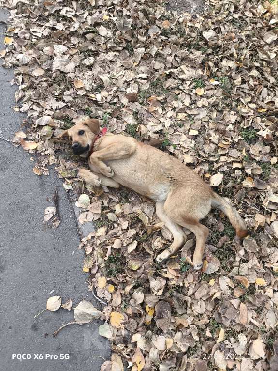 Собаки в Казани: Собака возле завода  Мальчик, Бесплатно - фото 3