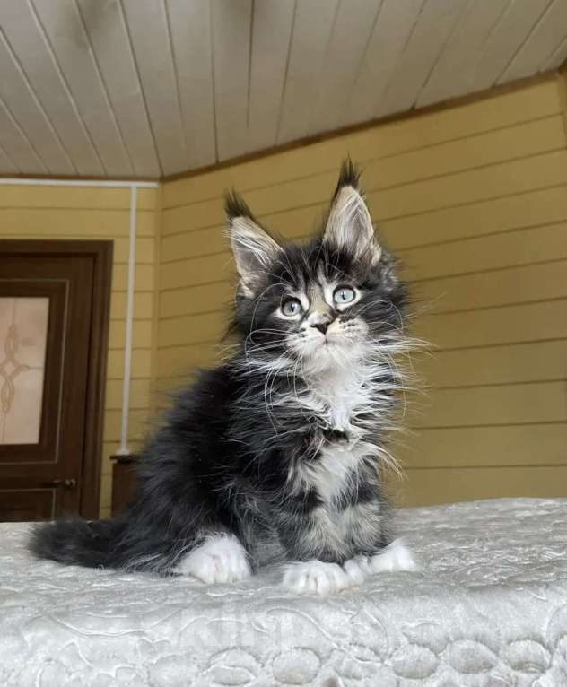 Кошки в других городах Московской области: Мейн-кун полидакт девчушка 🔥 Девочка, 80 000 руб. - фото 2