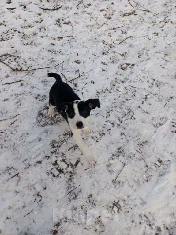 Собаки в Владимире: Щенок стаффордширского терьера Девочка, 12 000 руб. - фото 2